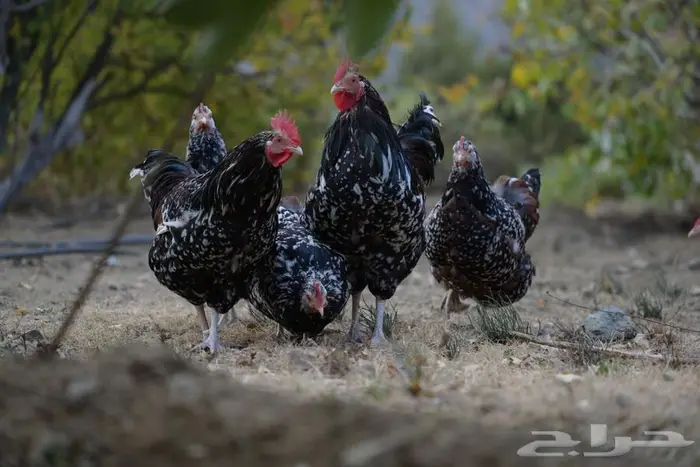 أنواع دجاج مختلفه سوسيكس و لوهامان بياض و الكنفلدر و تركي 5