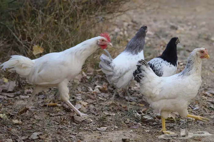 أنواع دجاج مختلفه سوسيكس و لوهامان بياض و الكنفلدر و تركي 8