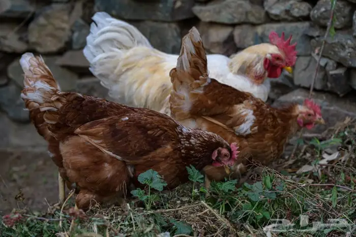 أنواع دجاج مختلفه سوسيكس و لوهامان بياض و الكنفلدر و تركي 10