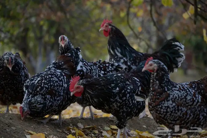أنواع دجاج مختلفه سوسيكس و لوهامان بياض و الكنفلدر و تركي 11