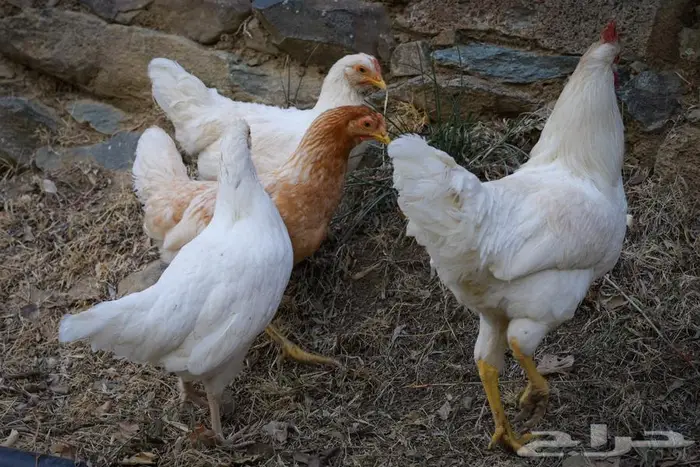 أنواع دجاج مختلفه سوسيكس و لوهامان بياض و الكنفلدر و تركي 1