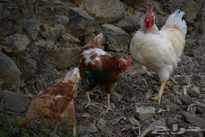 أنواع دجاج مختلفه سوسيكس و لوهامان بياض و الكنفلدر و تركي 7