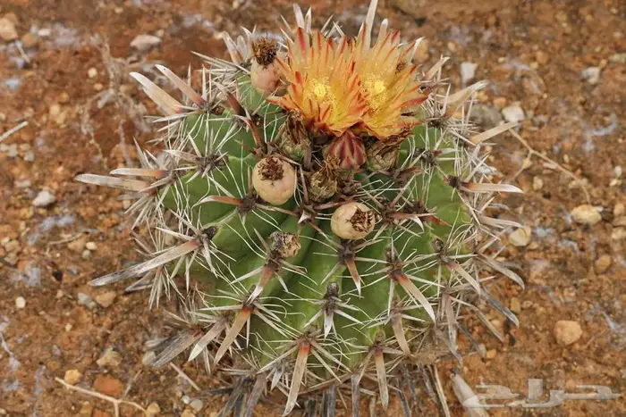 صبار طبيعي فاخر بأشكال نادرة لتزيين الحدائق والمنزل 27