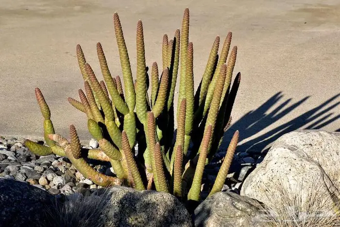 صبار طبيعي فاخر بأشكال نادرة لتزيين الحدائق والمنزل 33