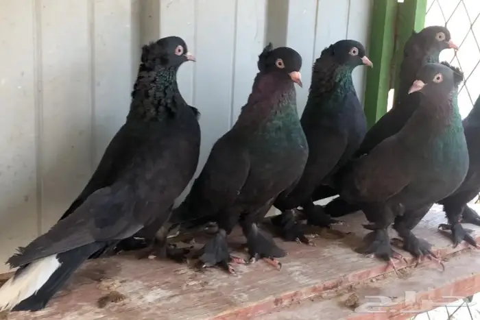 اتراك للبيع 3