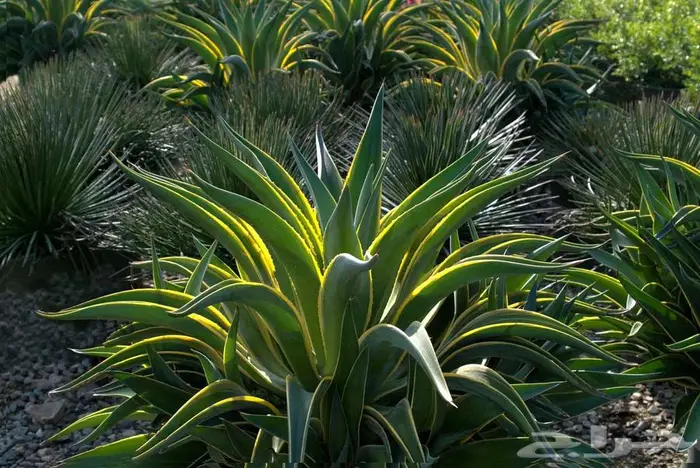 صبار طبيعي فاخر بأشكال نادرة لتزيين الحدائق والمنزل 14