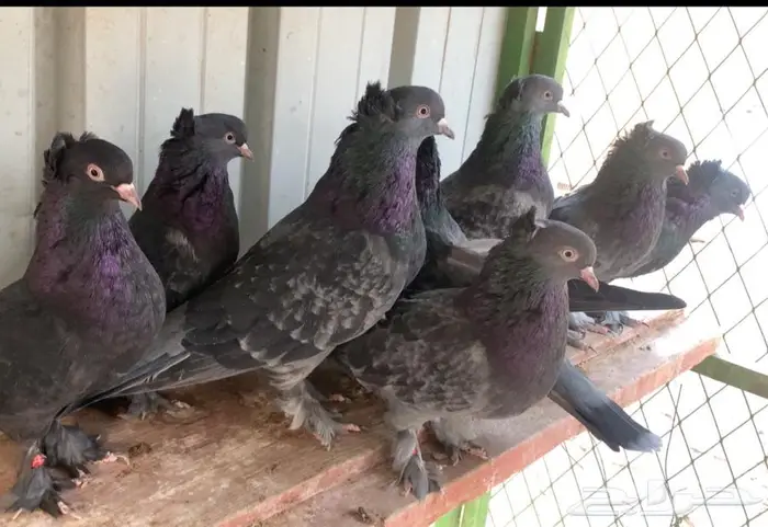 اتراك للبيع 1