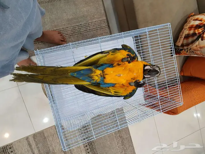 فرخ مكاو حجل ذهبي راس الطير 1