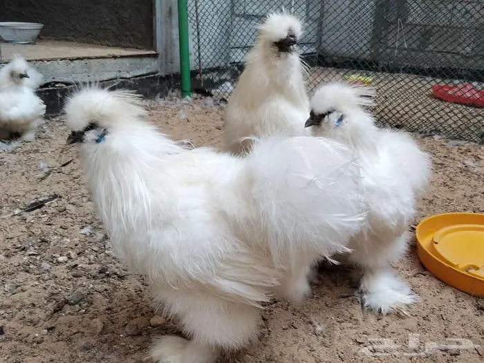 دجاج قطني امريكي نوادر 2