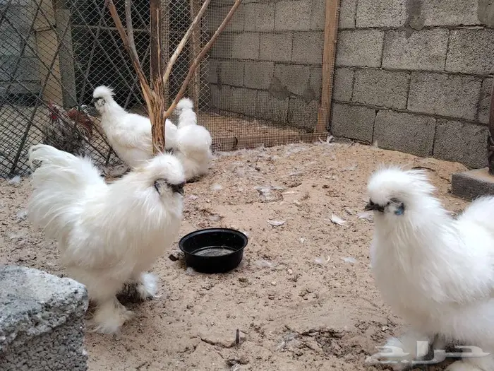 دجاج قطني امريكي نوادر 4