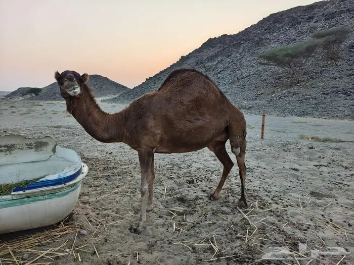 ناقه ساحليه للبيع 2