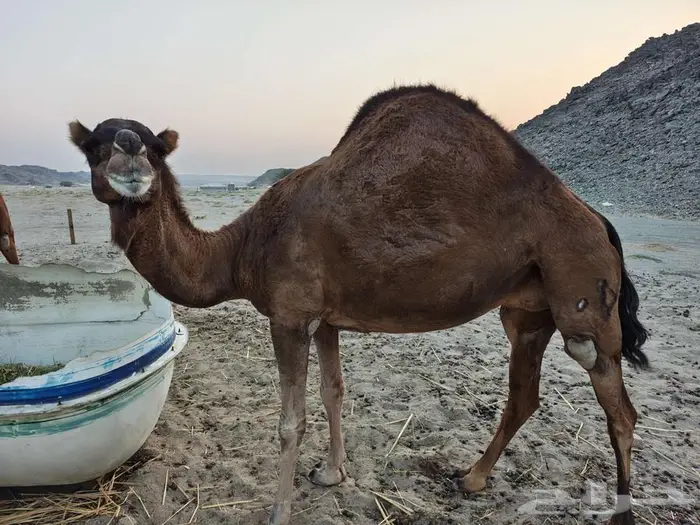 ناقه ساحليه للبيع 0