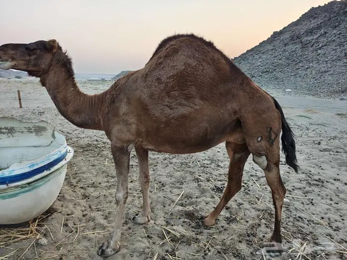 ناقه ساحليه للبيع 1