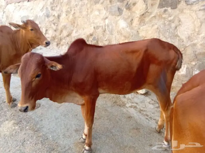 بقر بلدي للبيع 1