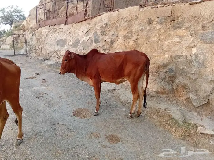 بقر بلدي للبيع 5