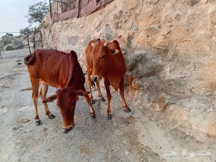 بقر بلدي للبيع 6