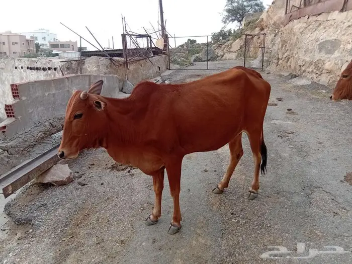 بقر بلدي للبيع 7