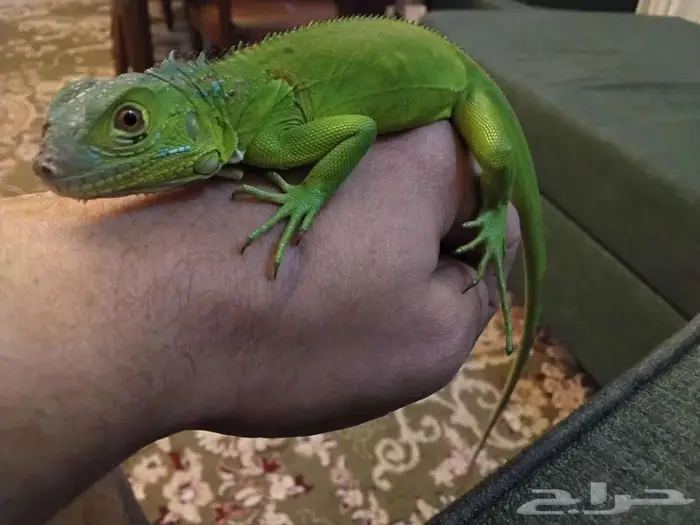 اغوانا للبيع 0