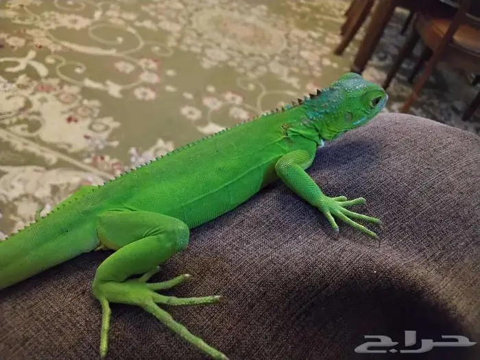 اغوانا للبيع 3