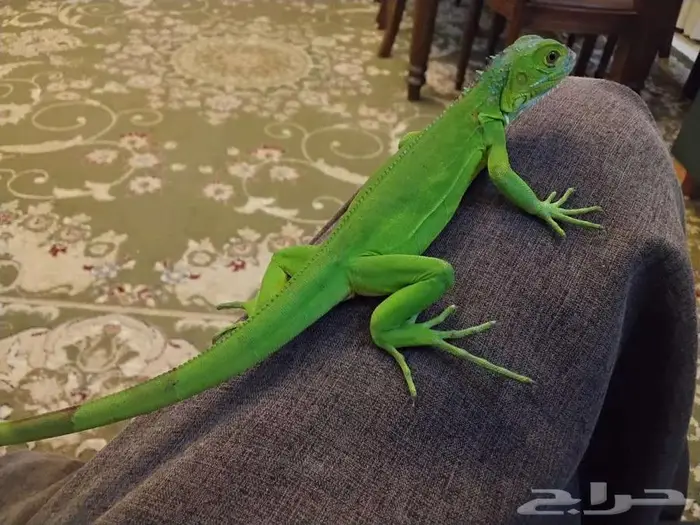 اغوانا للبيع 2