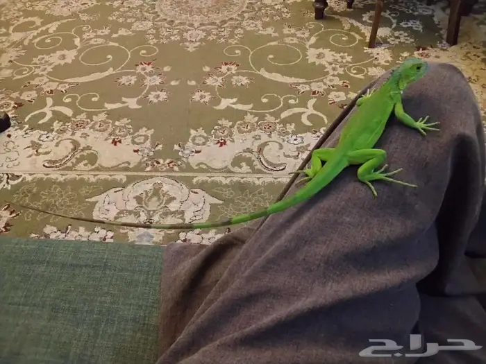 اغوانا للبيع 1
