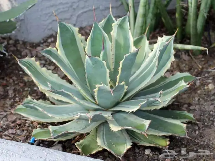 صبار طبيعي فاخر بأشكال نادرة لتزيين الحدائق والمنزل 0