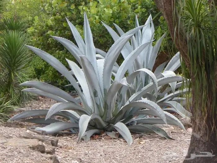 صبار طبيعي فاخر بأشكال نادرة لتزيين الحدائق والمنزل 9