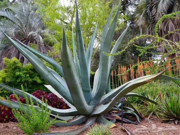 صبار طبيعي فاخر بأشكال نادرة لتزيين الحدائق والمنزل 16