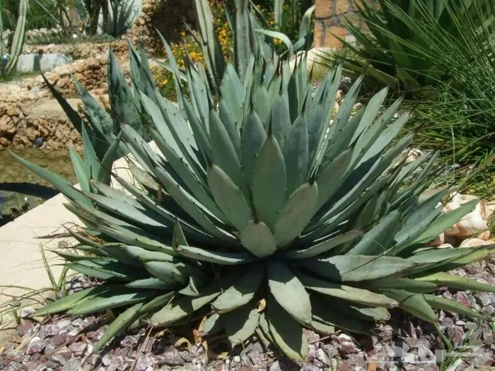 صبار طبيعي فاخر بأشكال نادرة لتزيين الحدائق والمنزل 13