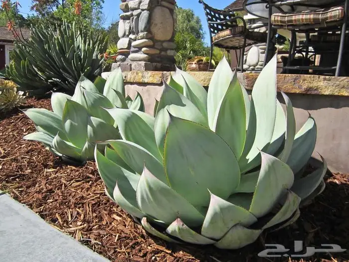 صبار طبيعي فاخر بأشكال نادرة لتزيين الحدائق والمنزل 12