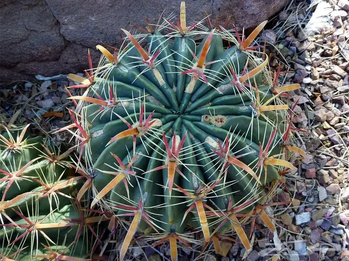 صبار طبيعي فاخر بأشكال نادرة لتزيين الحدائق والمنزل 26