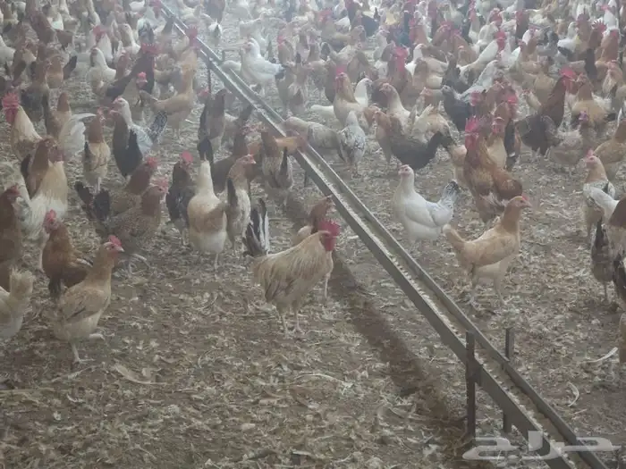 دجاج بلدي بياض 2