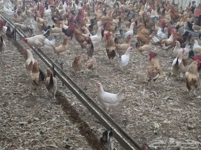 دجاج بلدي بياض 3