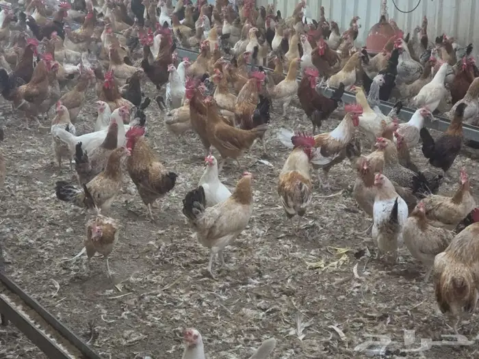 دجاج بلدي بياض 0