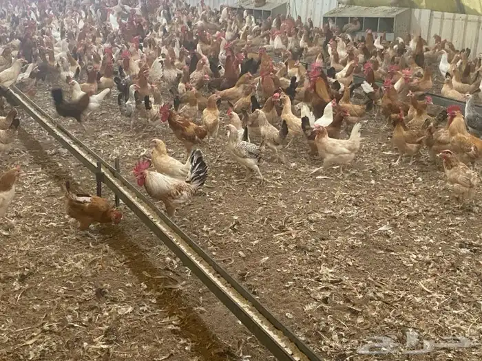 دجاج بلدي بياض 4