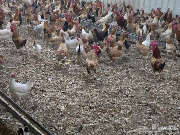 دجاج بلدي بياض 1