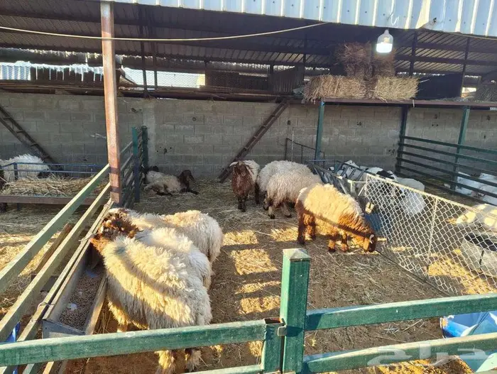 ذبايح نعيم وسواكني 1