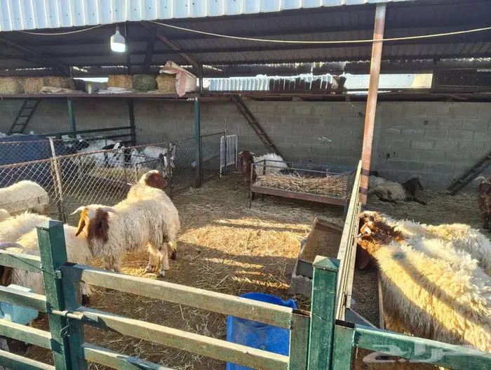 ذبايح نعيم وسواكني 0