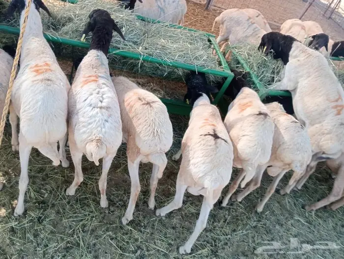 برابر نخب  وزن  وسعر يرضي الجميع 4