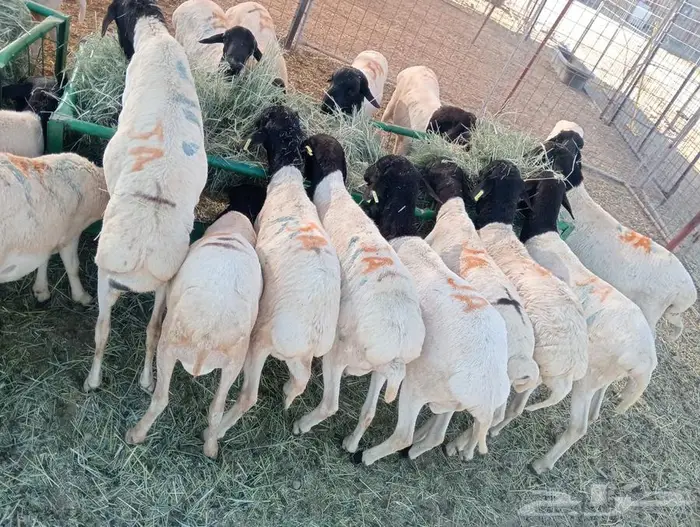 برابر نخب  وزن  وسعر يرضي الجميع 6