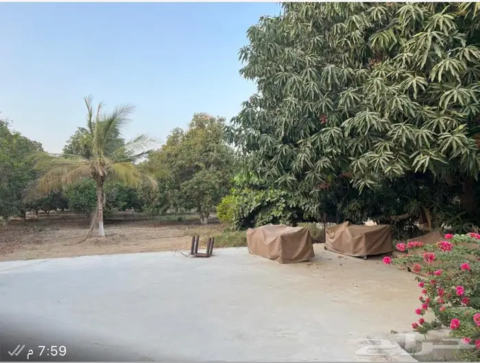 مزرعة واستراحة للبيع من المالك مباشرة جازان بيش 12