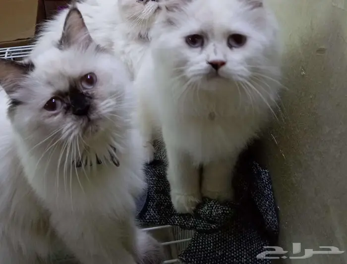 قطط للبيع 3