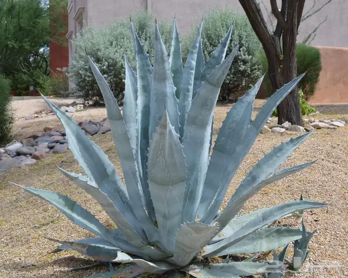 صبار طبيعي فاخر بأشكال نادرة لتزيين الحدائق والمنزل 10