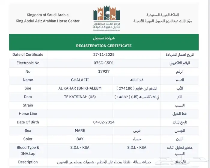 فرس فاخرة لاقح 2