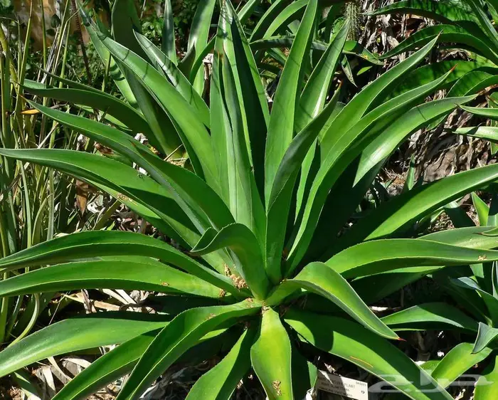 صبار طبيعي فاخر بأشكال نادرة لتزيين الحدائق والمنزل 7