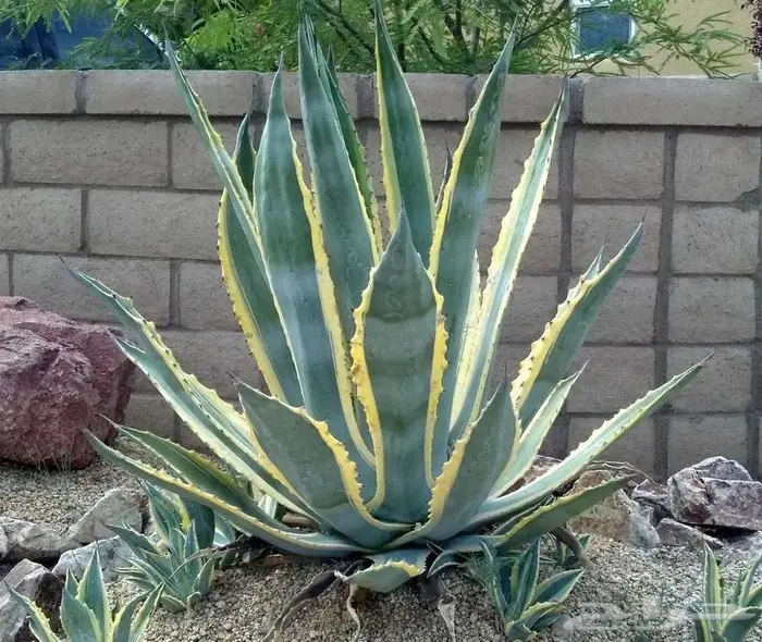 صبار طبيعي فاخر بأشكال نادرة لتزيين الحدائق والمنزل 6