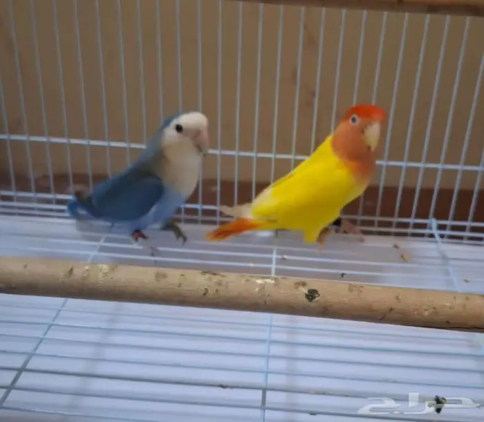 زوج روز للبيع. 2