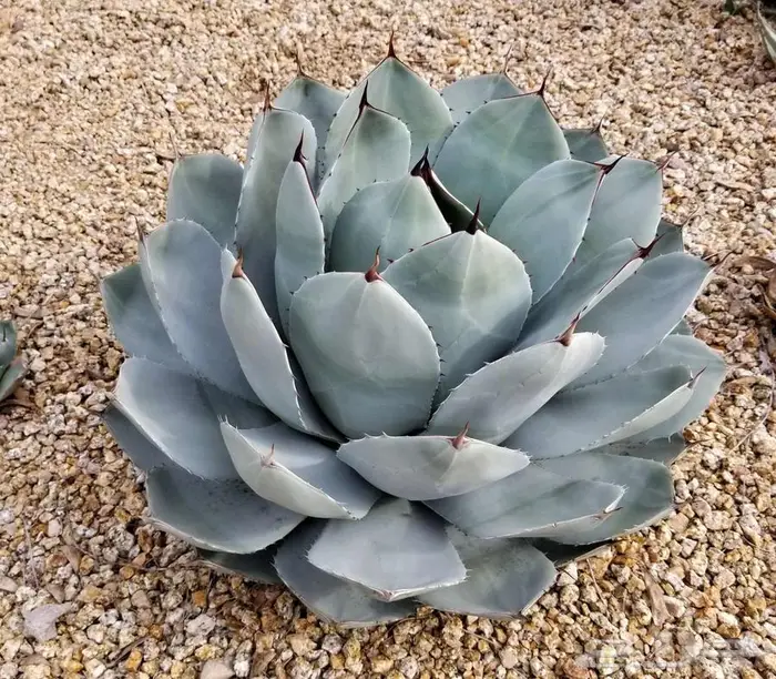 صبار طبيعي فاخر بأشكال نادرة لتزيين الحدائق والمنزل 21