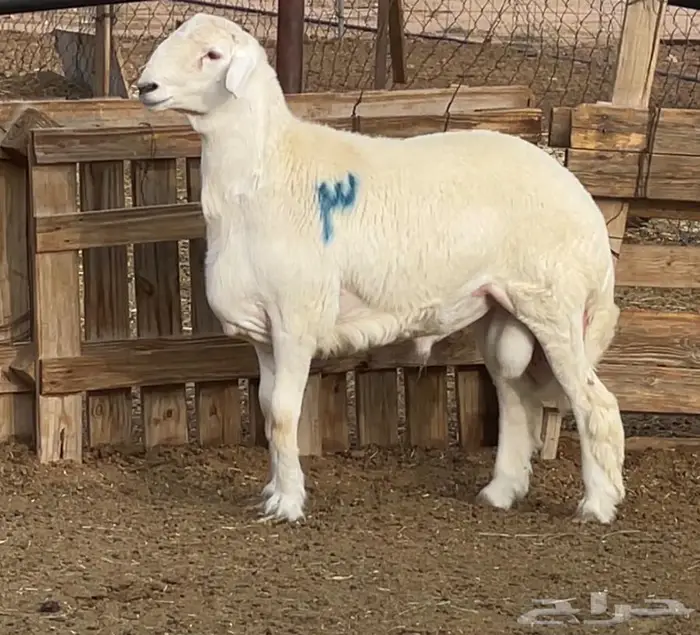 للبيع فحل حري فاخر جذع مشروط 0