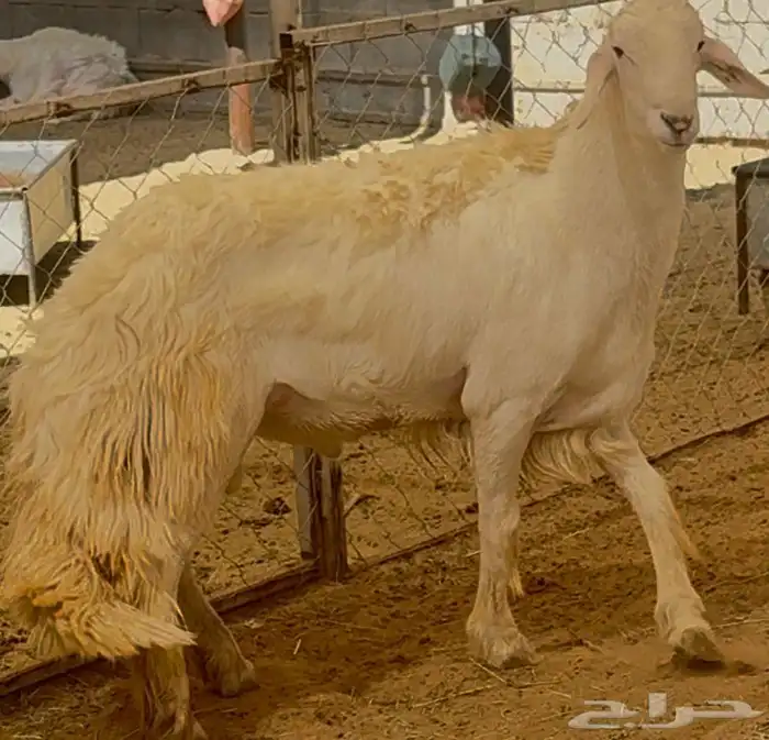 فحل نادر من اندر فحول الساحة 8